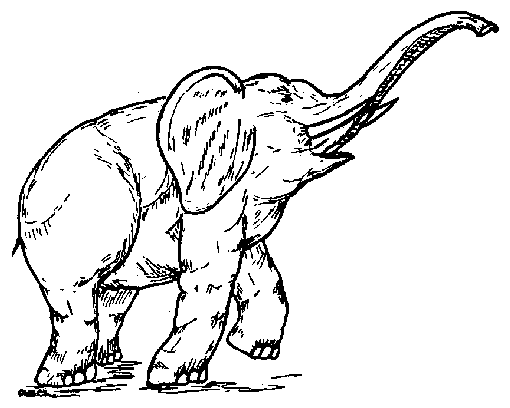 510x408 Black And White Elephant Drawing Trunk Up