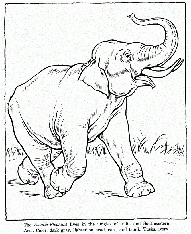 670x820 Baby Elephant Coloring Pages 570367