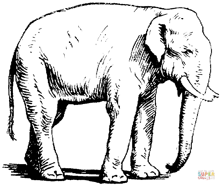 756x637 Asian Elephant Clipart Printable