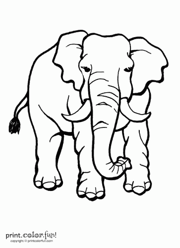 363x500 Elephant With Tusks Coloring Page