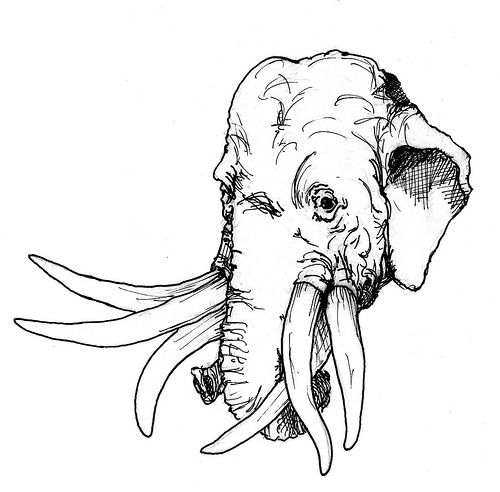 Elephant Tusk Drawing at GetDrawings | Free download