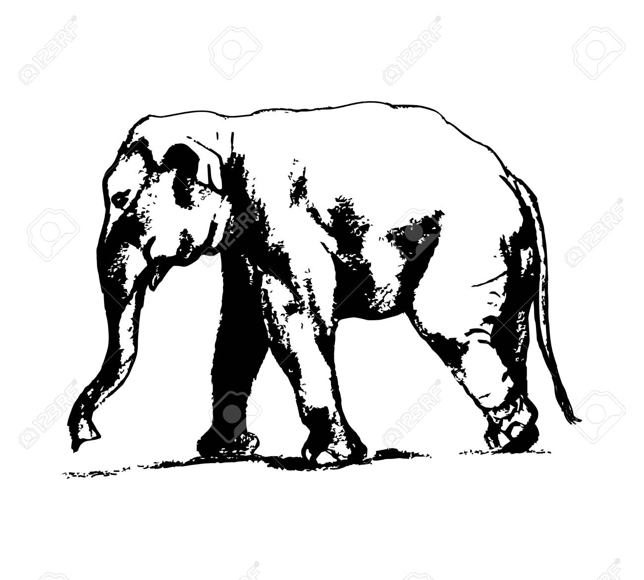1300x1170 Graphic Design Ofn Elephant. The Image Ofn Elephant On