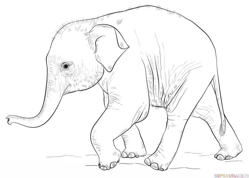 802x575 How To Draw A Baby Elephant Step By Step Drawing Tutorials Kid