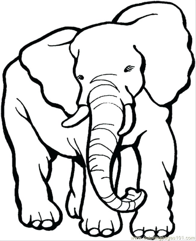 650x802 Elephant Head Coloring Page 1table.co