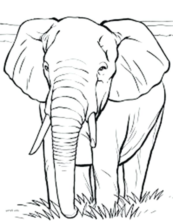 Elephants Drawing