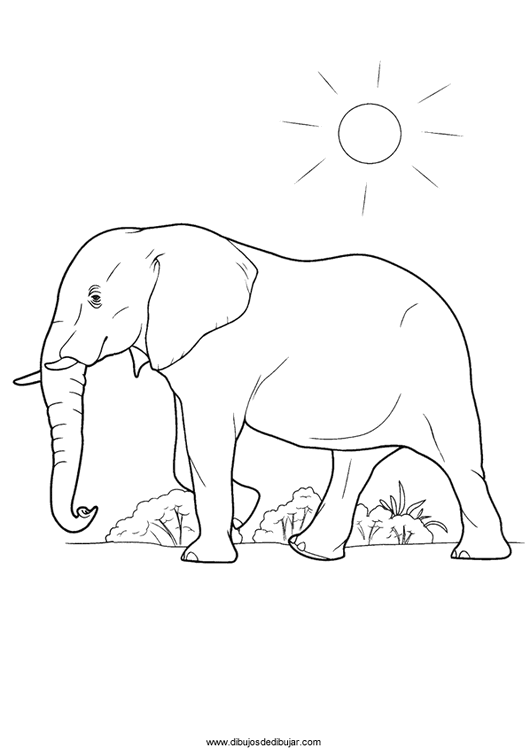 530x748 Coloring Drawings Of Elephants And Print (1 Of 2) Drawing