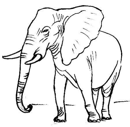 451x440 How To Draw An Elephant
