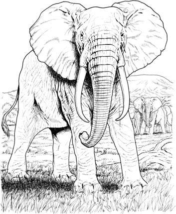 353x430 Realistic Elephant Face Drawing African Elephant Elephants