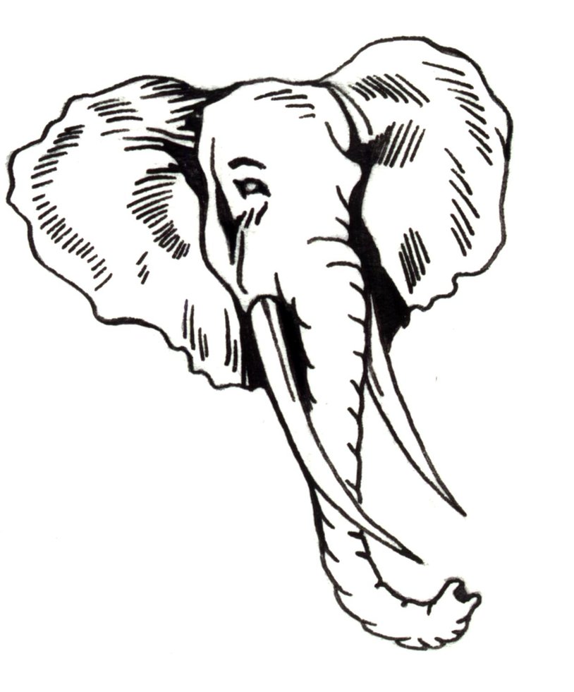 814x981 How To Draw An Elephant Head African Elephant Step By Step Home
