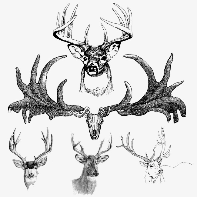 650x650 Antlers, Hand Painted Deer Antlers, Hand Painted, Deer Png Image