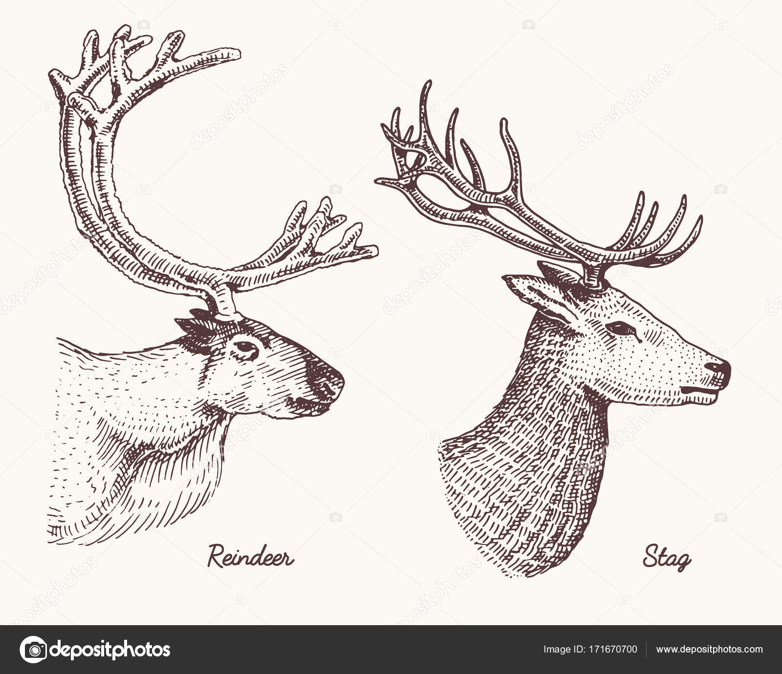 1600x1380 Reindeer And Stag Deer Vector Hand Drawn Illustration, Engraved