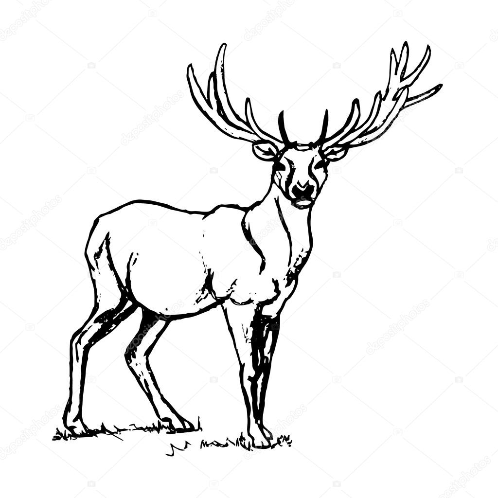1024x1024 Deer With Big Horns. Stock Vector Mila Endo