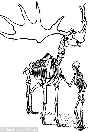 306x459 Giant Prehistoric Irish Elk Lived 2,000 Years After