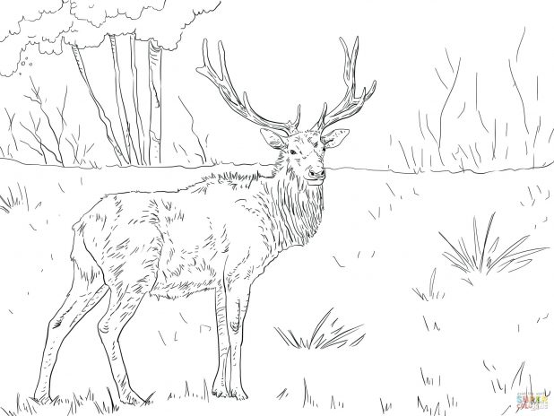 618x464 Elk Coloring Page Free Printable Pages To Print Deer And Elk