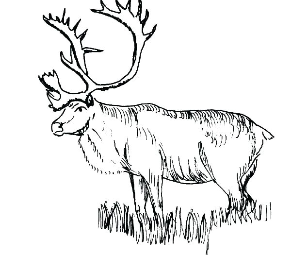 600x525 Elk Coloring Page Grass Coloring Pages As Well As Elk Coloring
