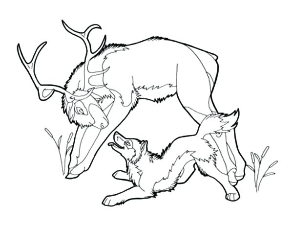600x464 Elk Coloring Pages Elk Attack By A Wolf Coloring Pages Deer