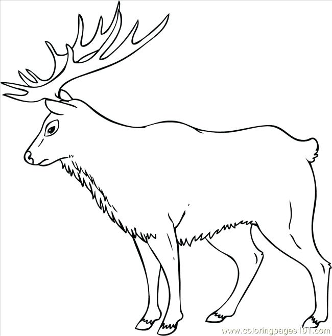 650x658 Elk Coloring Pictures How To Draw An Elk Step 7 Coloring Page Elk