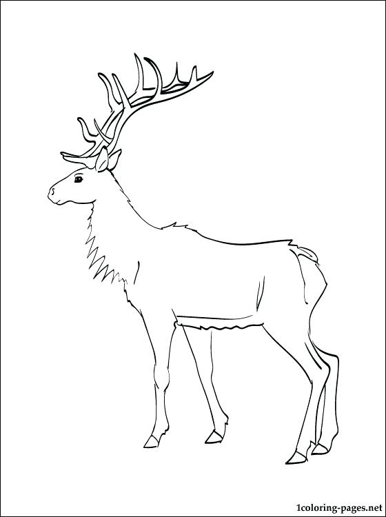 560x750 Elk Pictures To Color Elk Sculpture Color Me Gone 6 Elk Hunting