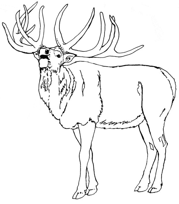 622x709 Elk Coloring Page