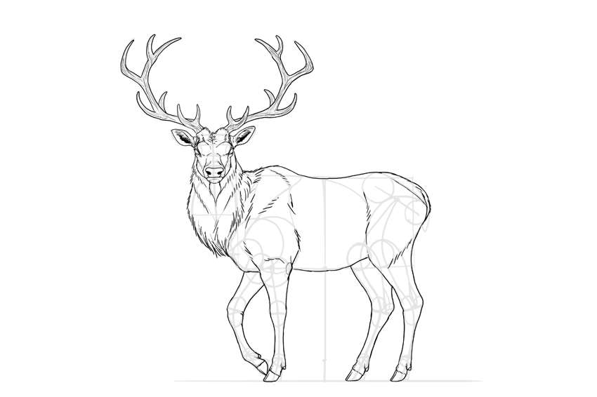 850x566 How To Draw A Deer Step By Step