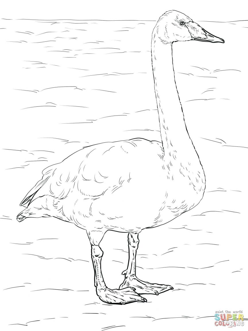 863x1151 Pin Drawn Elk Taiga Animal Hunting Coloring Pages To Print Elk