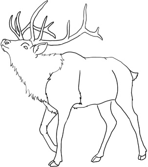 303x343 Shen Elk By Wolvenclover