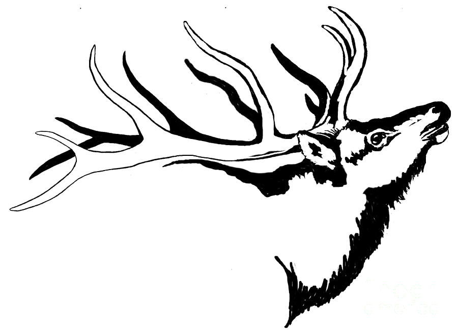 900x652 Tribal Elk Related Keywords Amp Suggestions