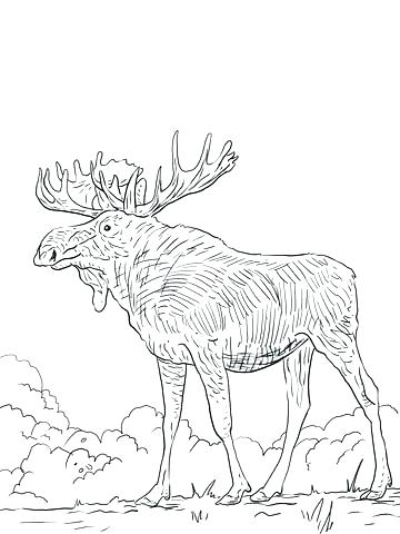 360x480 Elk Coloring Page