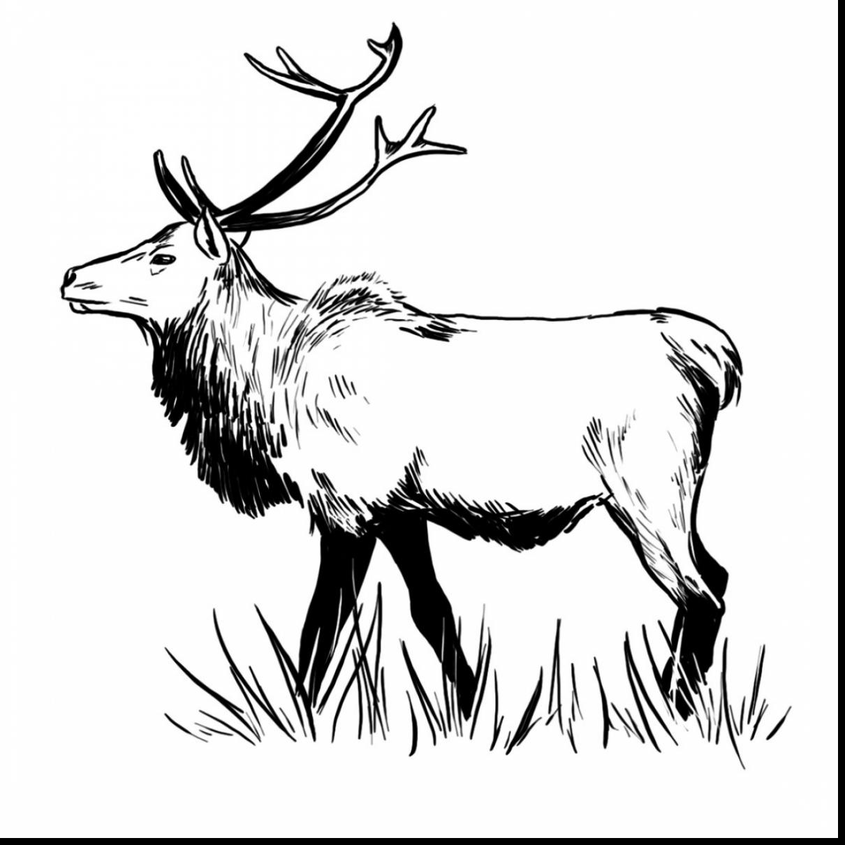 1210x1210 Good Coloring Pages Elk Drawing With Moose Coloring Pages