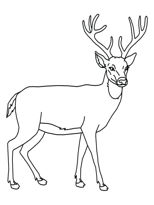 540x720 Elk Coloring Page Deer And Pages Hunting