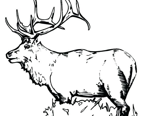 600x451 Elk Coloring Page Elk Coloring Pages For Kids Elk Coloring Pages