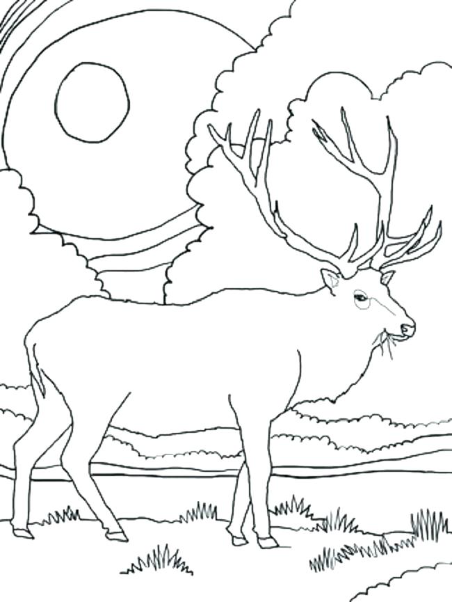 Elk Head Drawing at GetDrawings | Free download