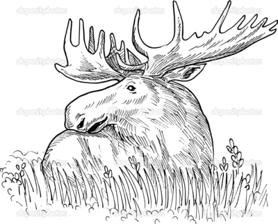 400x322 Moose Antler Coloring Or Mon European Elk Drawing Patrimonio
