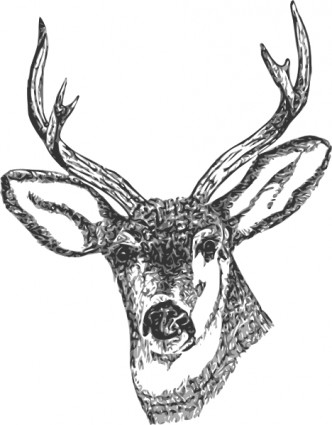 332x425 Deer Head Clip Art Free Vector In Open Office Drawing Svg Svg 3