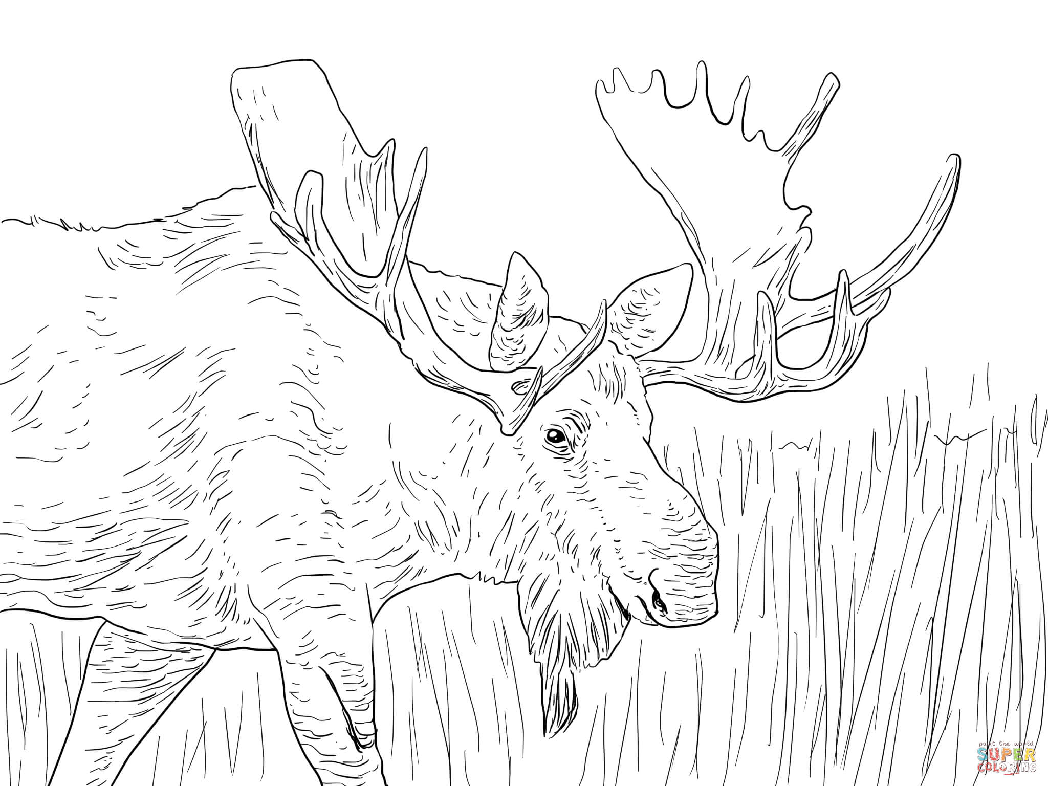 2048x1536 Excellent Drawing Of A Moose 2