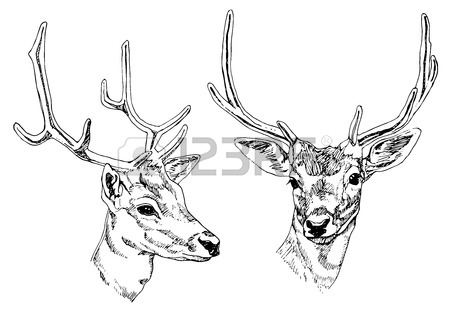 450x313 Hand Drawn Deer Heads. Vector Illustration. Royalty Free Cliparts