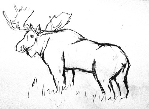500x367 Pin By Marriah Curl On Sketches Moose, Oil And Sketches