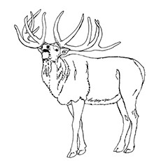 230x230 Amazing Elk Coloring Pages With Clipart Page Pencil And