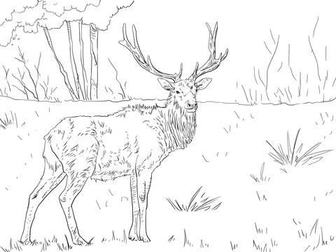 480x360 Urgent Elk Coloring Pages Roosevelt Page Free Printable