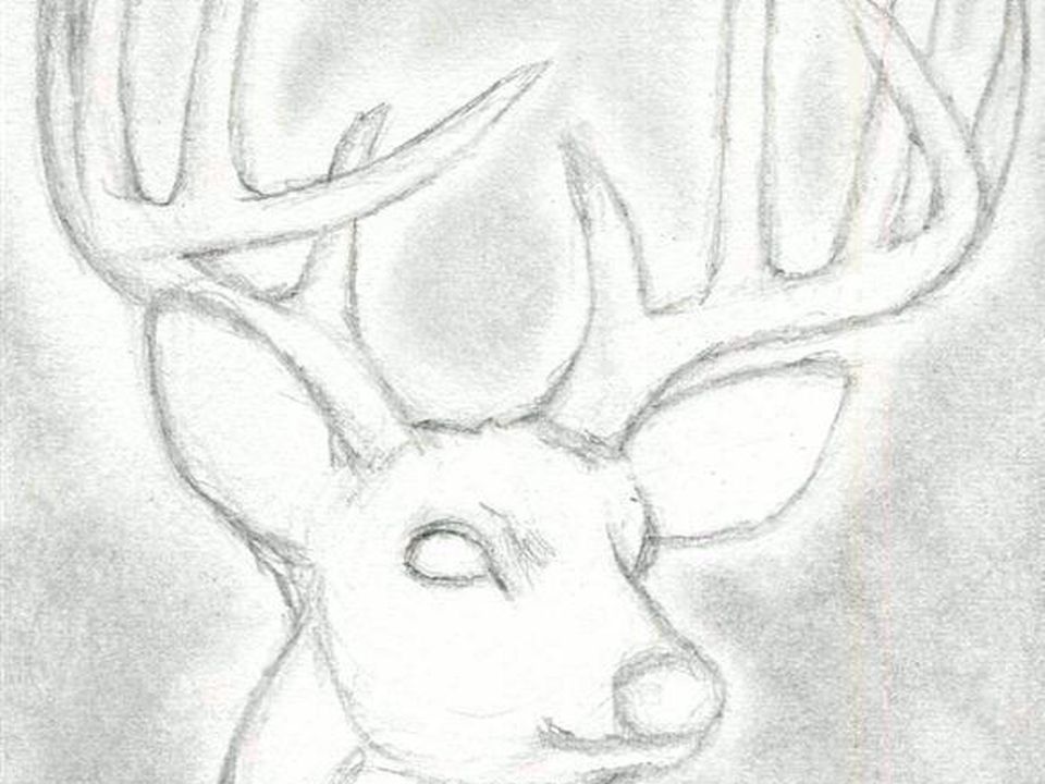 960x720 Como Dibujar Algunos Animales (Realistas) (Parte1)