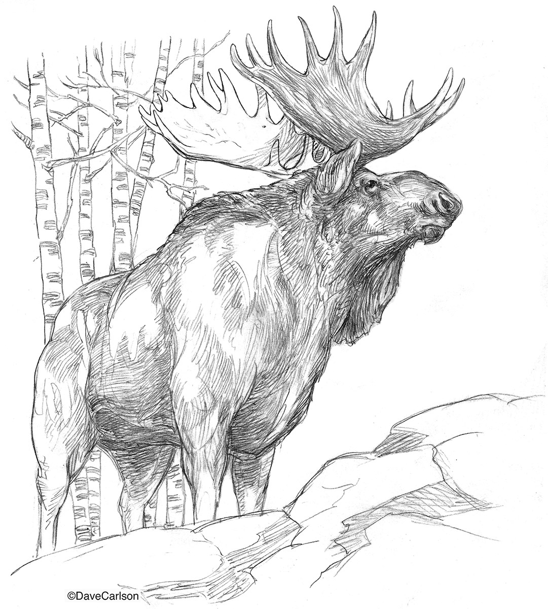 1081x1200 Bull Moose Illustration