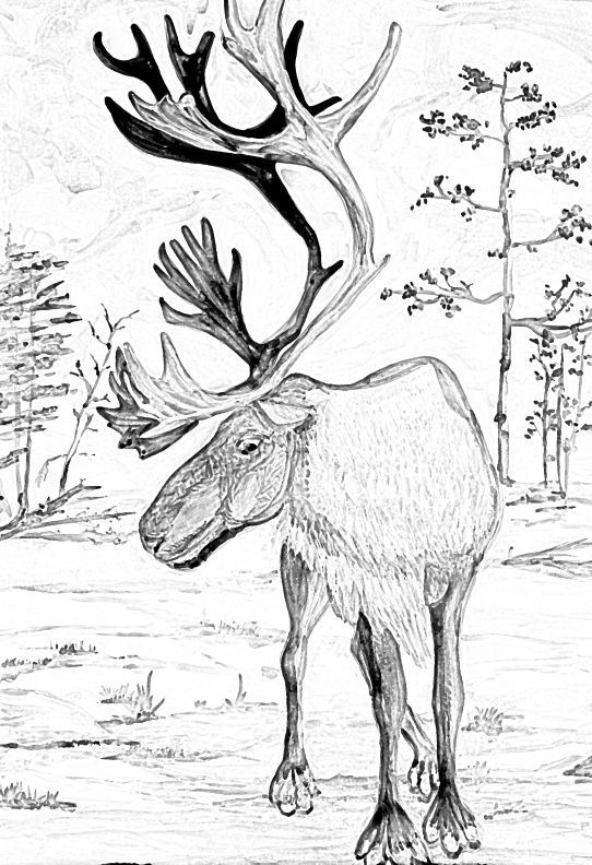 542x792 Caribou Pencil Drawing Pencil Drawings Desenhos