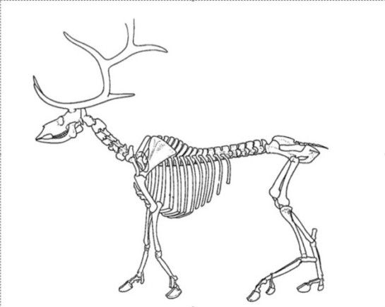 545x435 Reindeer Picture Skeleton Deer Reserch Skeletons