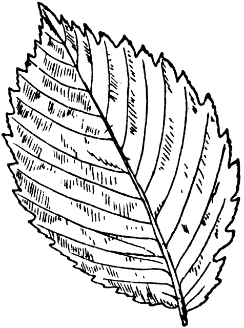476x640 American Elm Leaf Clipart Etc