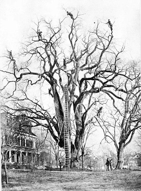 490x662 Malden Musings Remembering The Bicentennial Dexter Elm