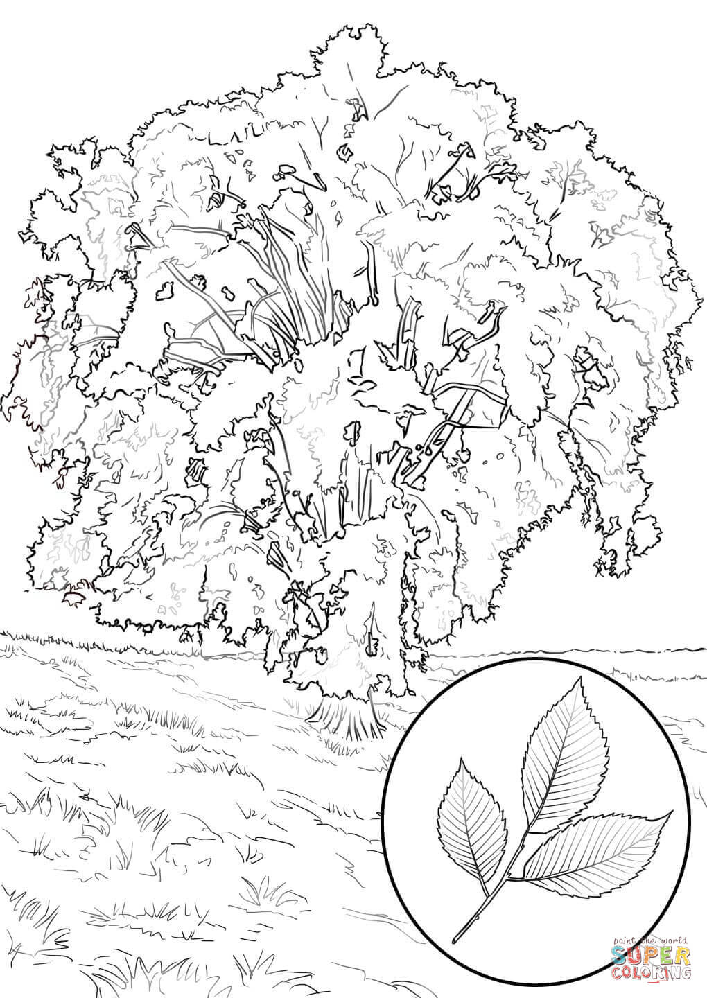 1020x1440 American Elm Coloring Page Free Printable Coloring Pages