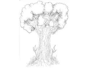 300x234 Drawing Trees How To Draw Trees, Branches, Leaves With Drawing