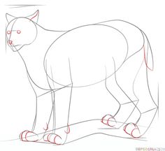 236x216 How To Draw A Lioness Step By Step. Drawing Tutorials For Kids