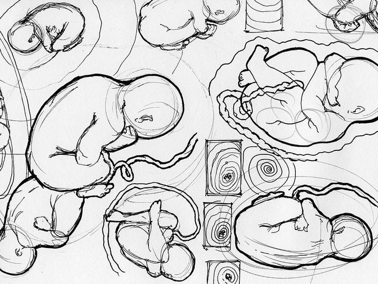 Embryo Drawing