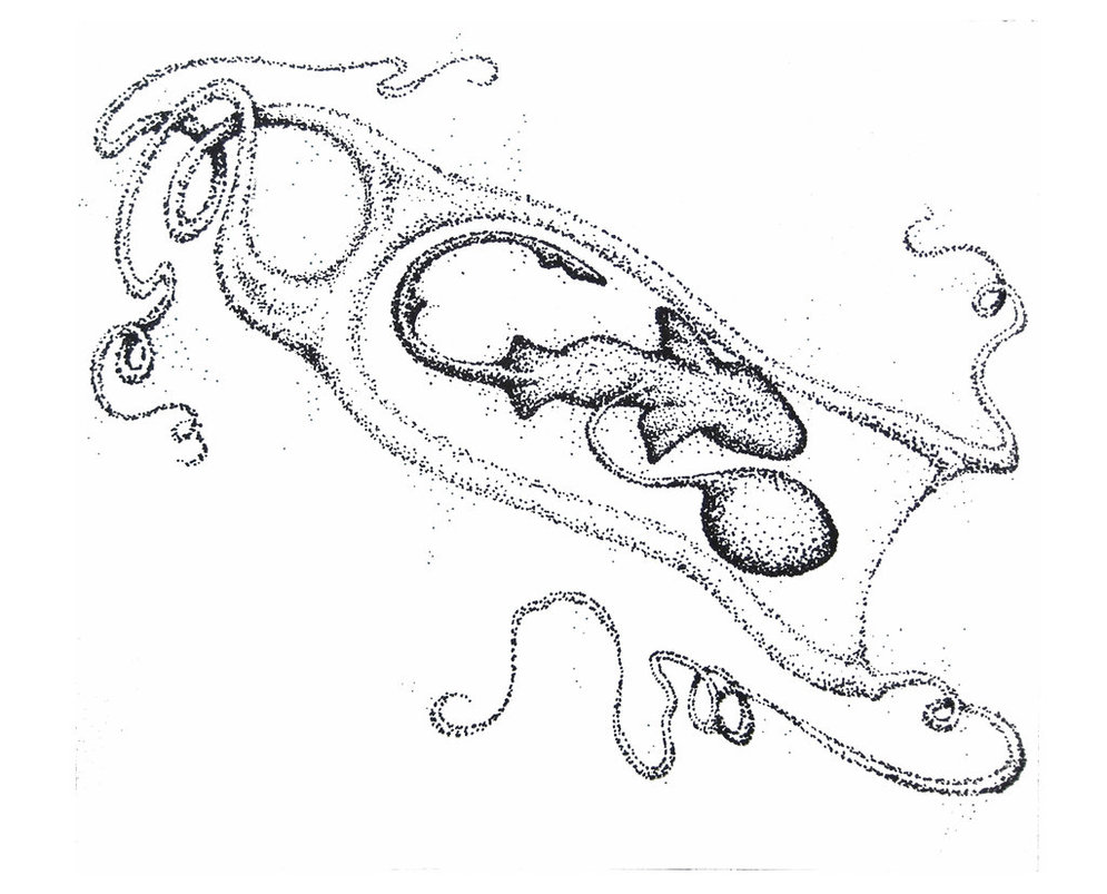 995x803 Shark Embryo By Tigrette Of Fire